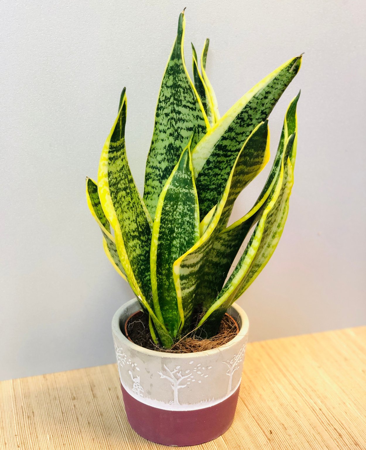 Сансевиерия щучий хвост