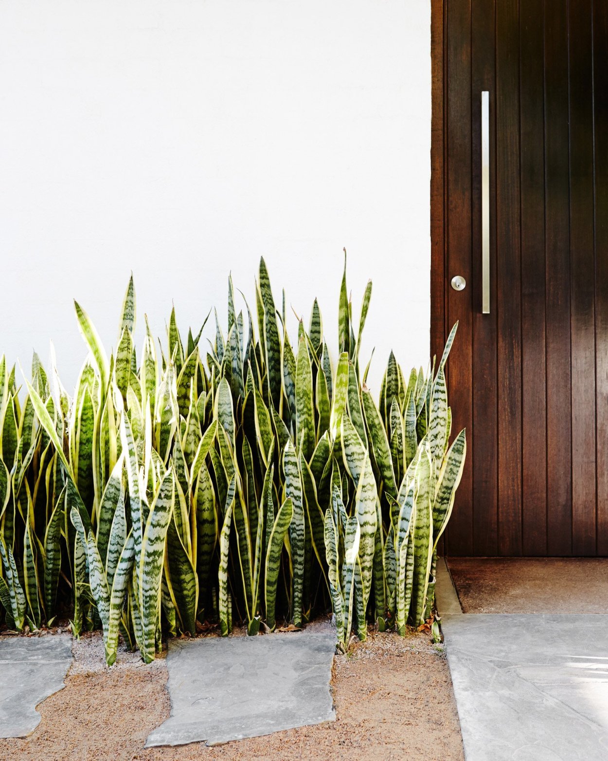 Сансевиерия щучий хвост земля