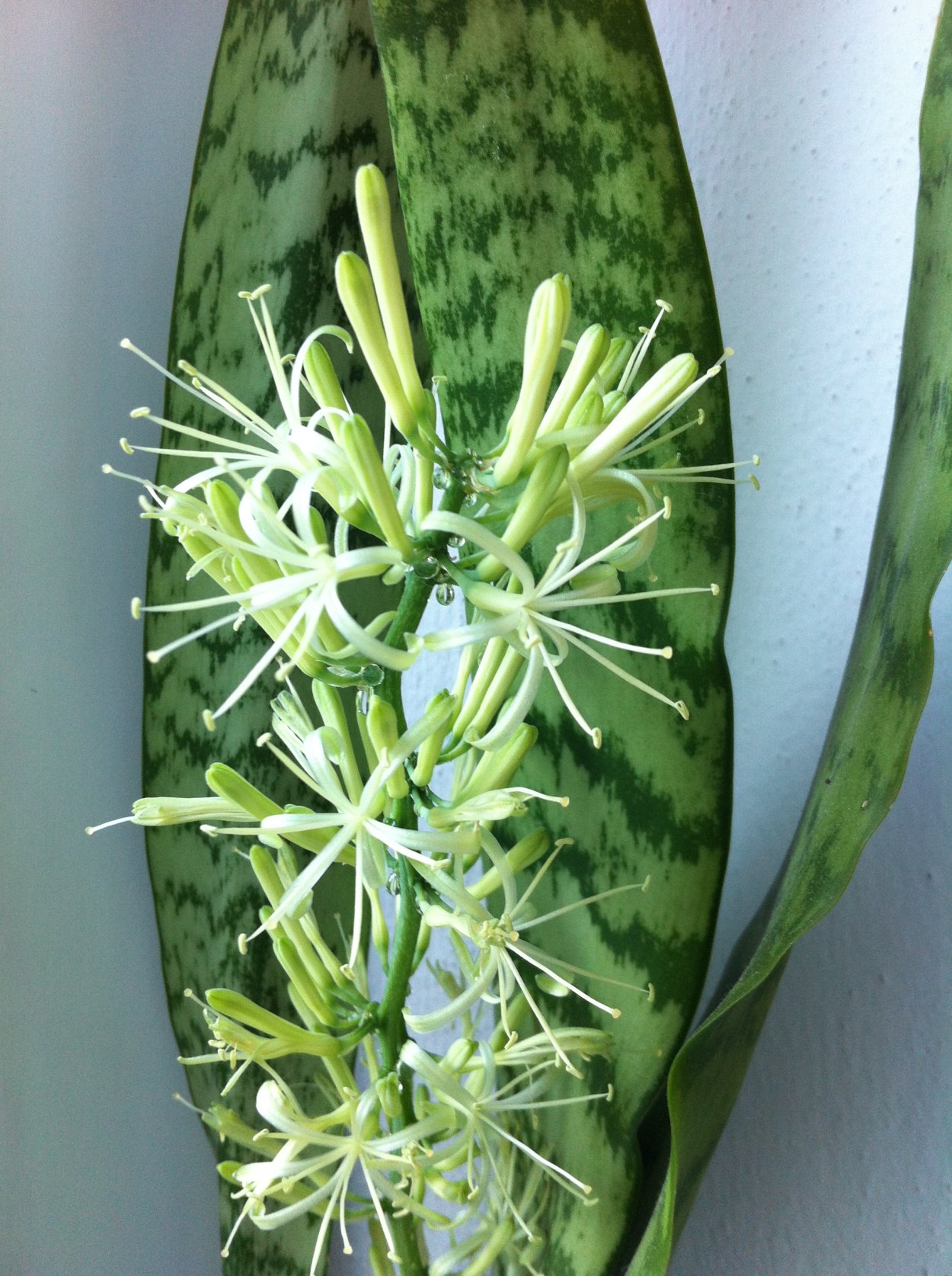 Щучий хвост цветок