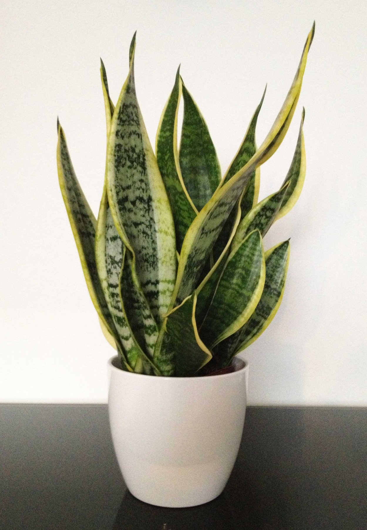 Сансевьера трехполосая