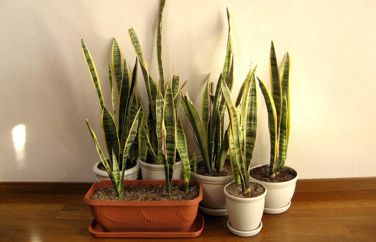 Сансевиерия длиннолистная