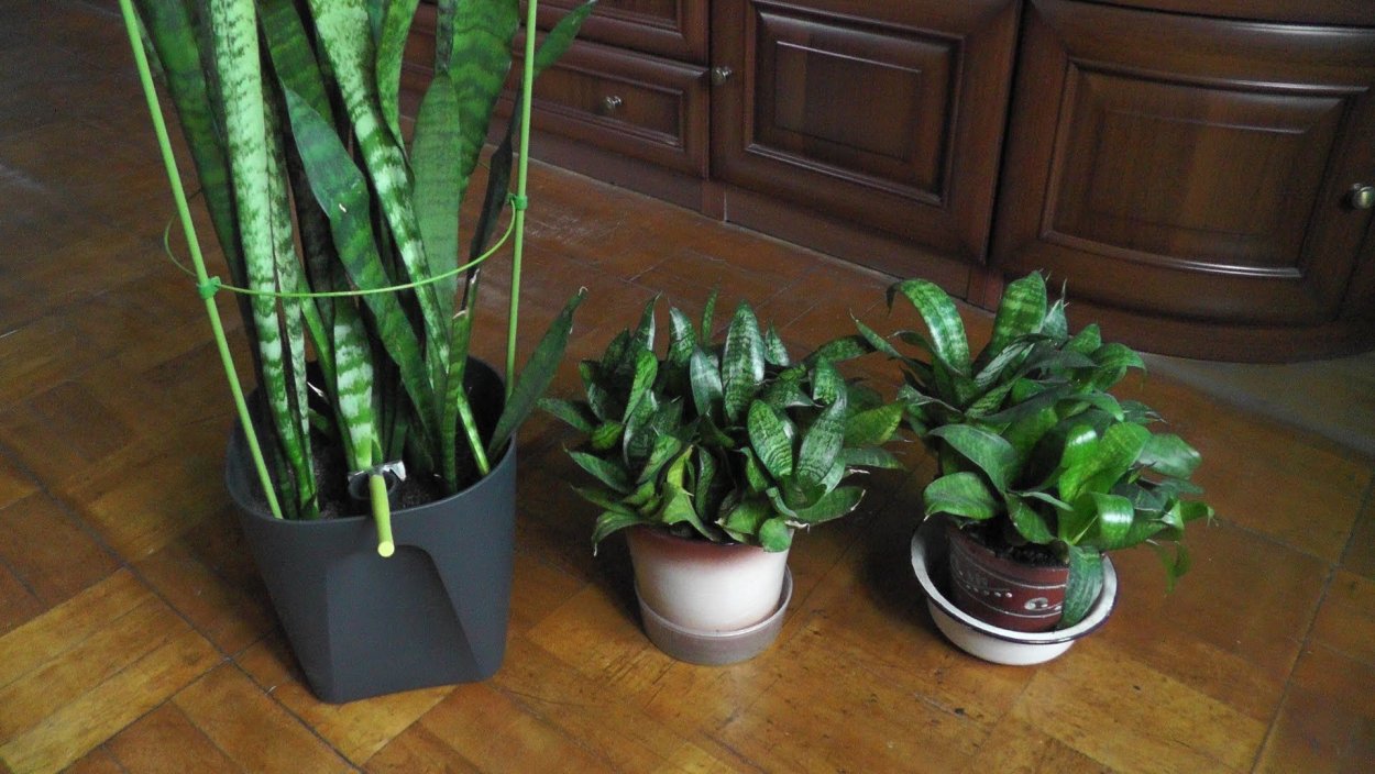 Тещин язык растение