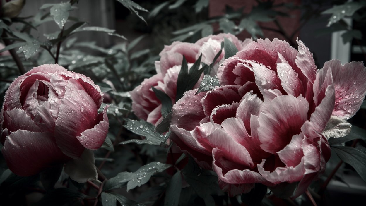 Цветок пиона Врубель