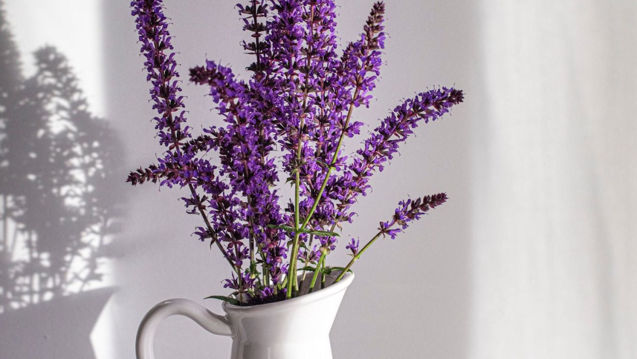 Лаванда (Lavandula) Эстетика