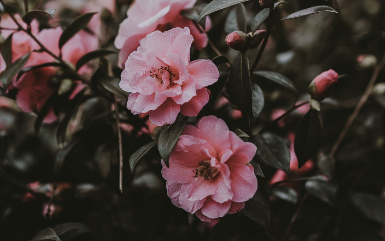 Розовые цветы