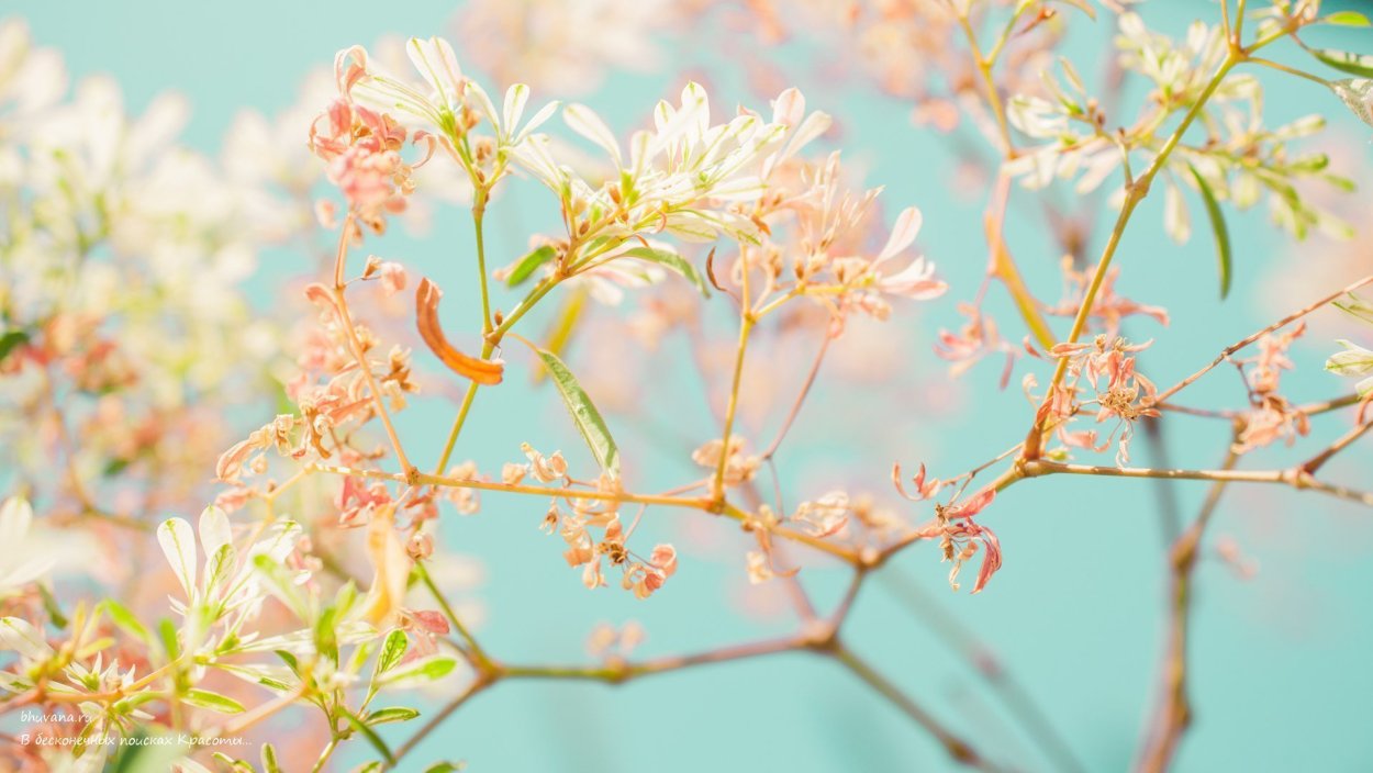 Пастельные тона