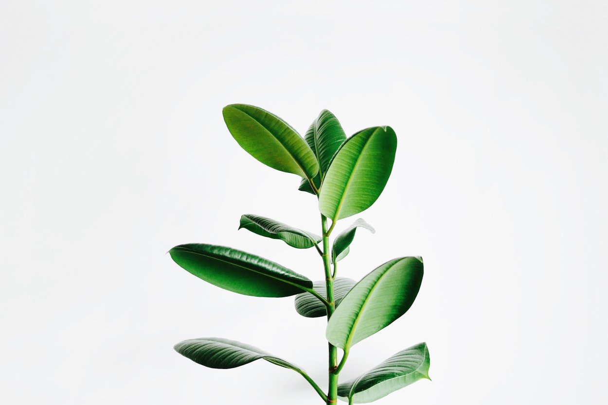 Листья Минимализм