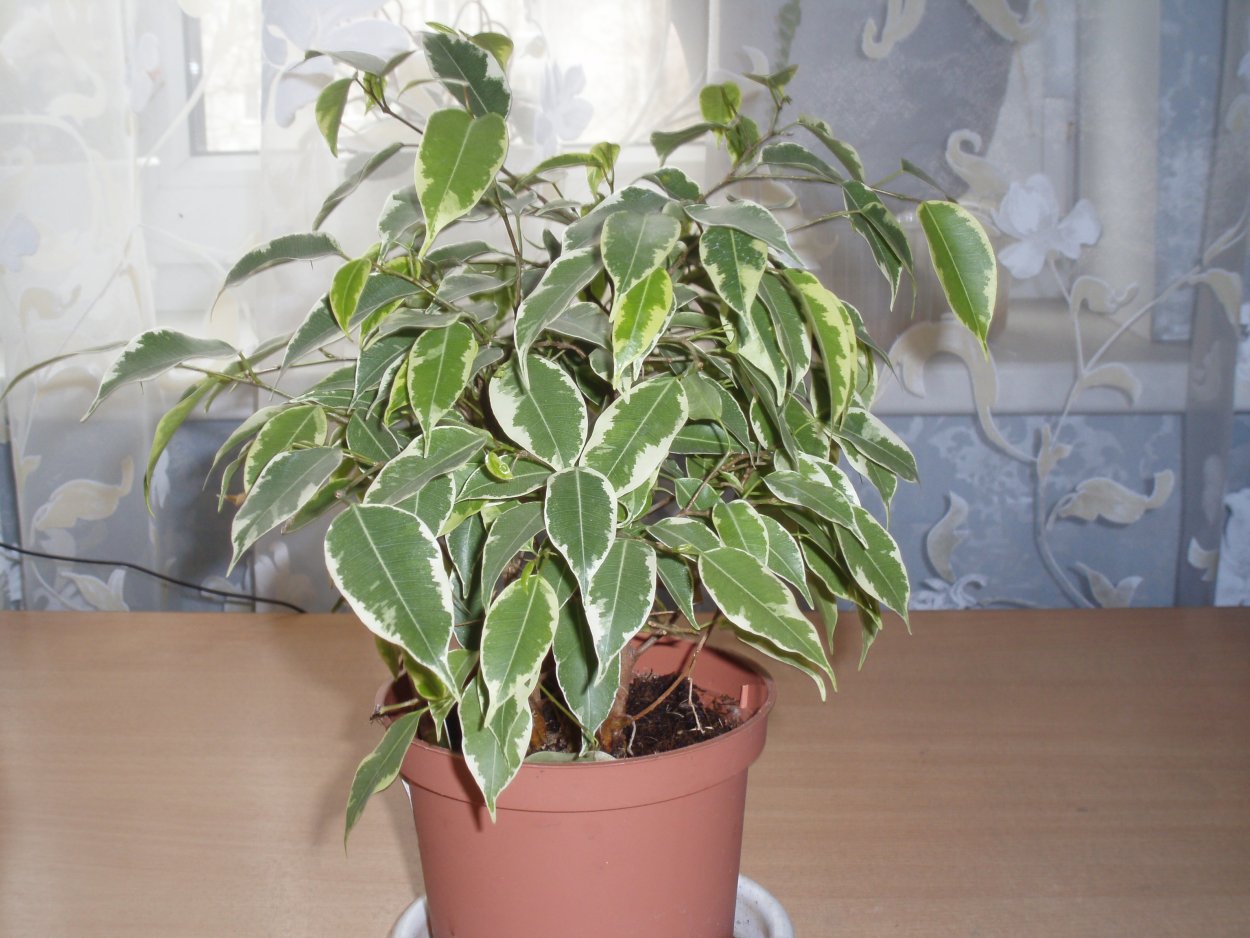 Фикус Бенджамина с бело-зелеными листьями