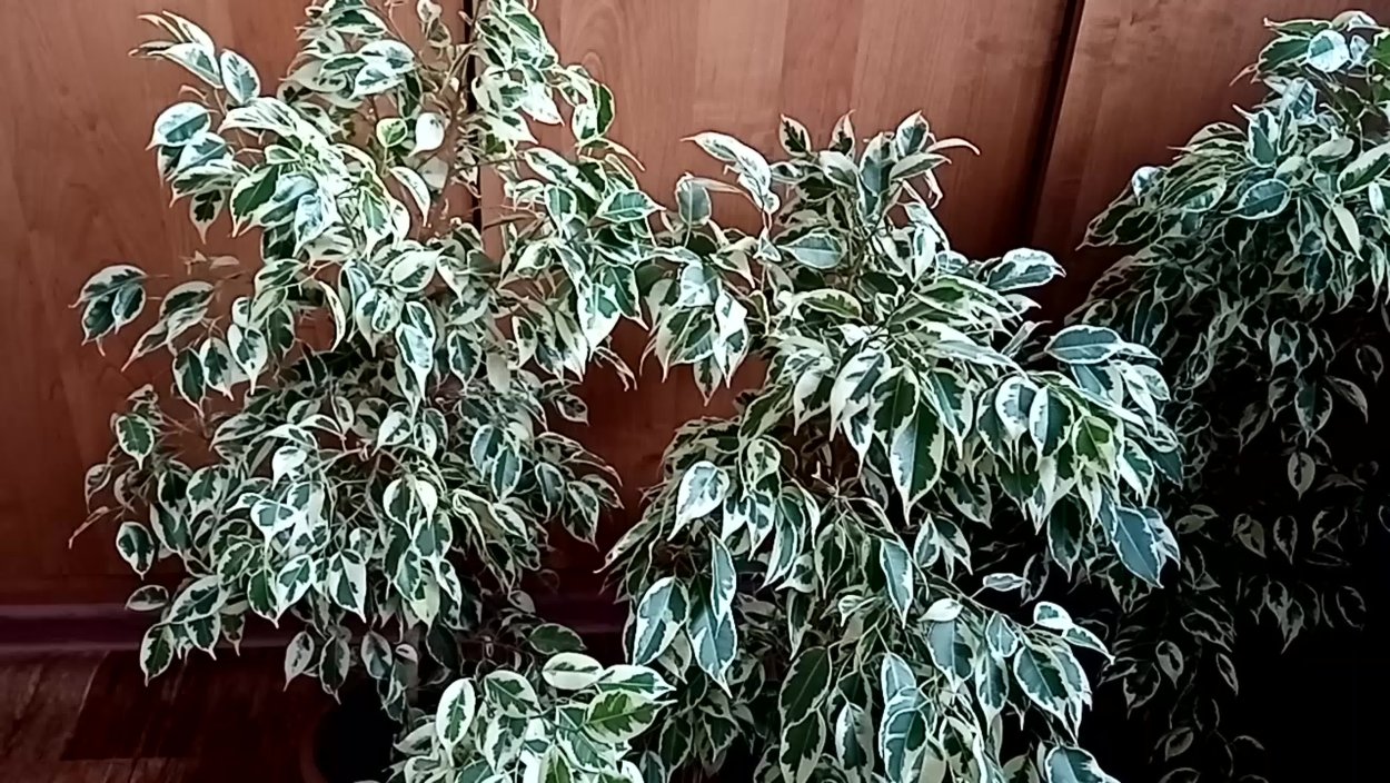 Пестролистный фикус Наоми Голд сегодня в 15:54