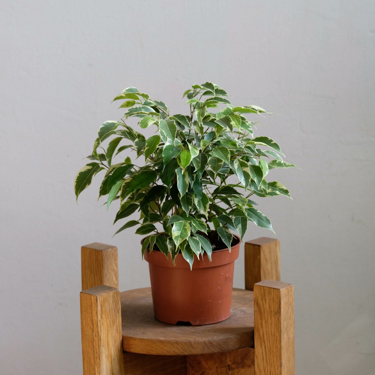 Фикус Бенджамина Мунлайт