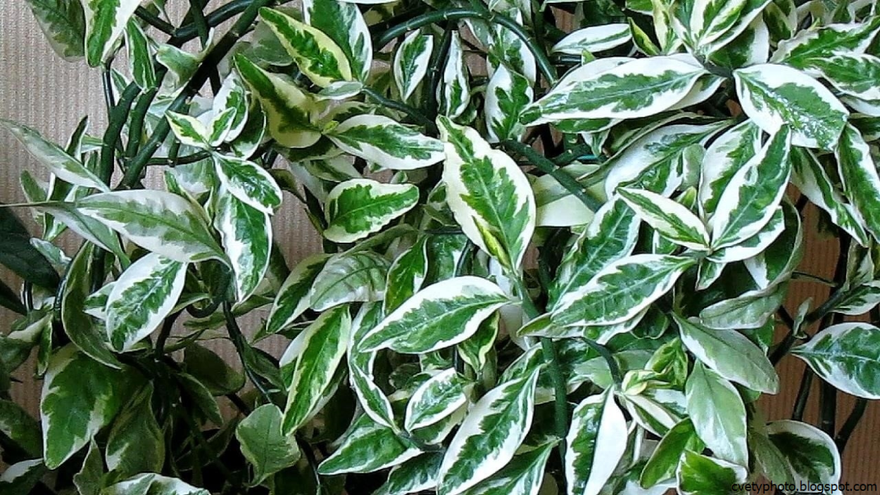 Педилантус пестрый