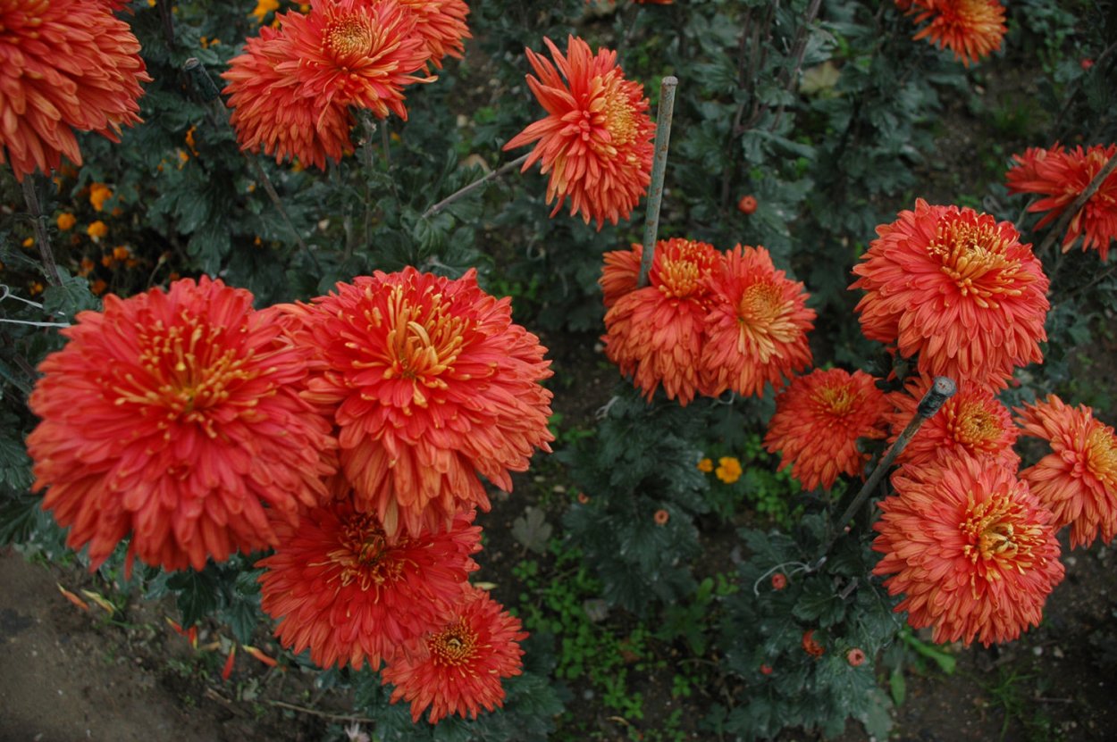Хризантема Липстик в саду