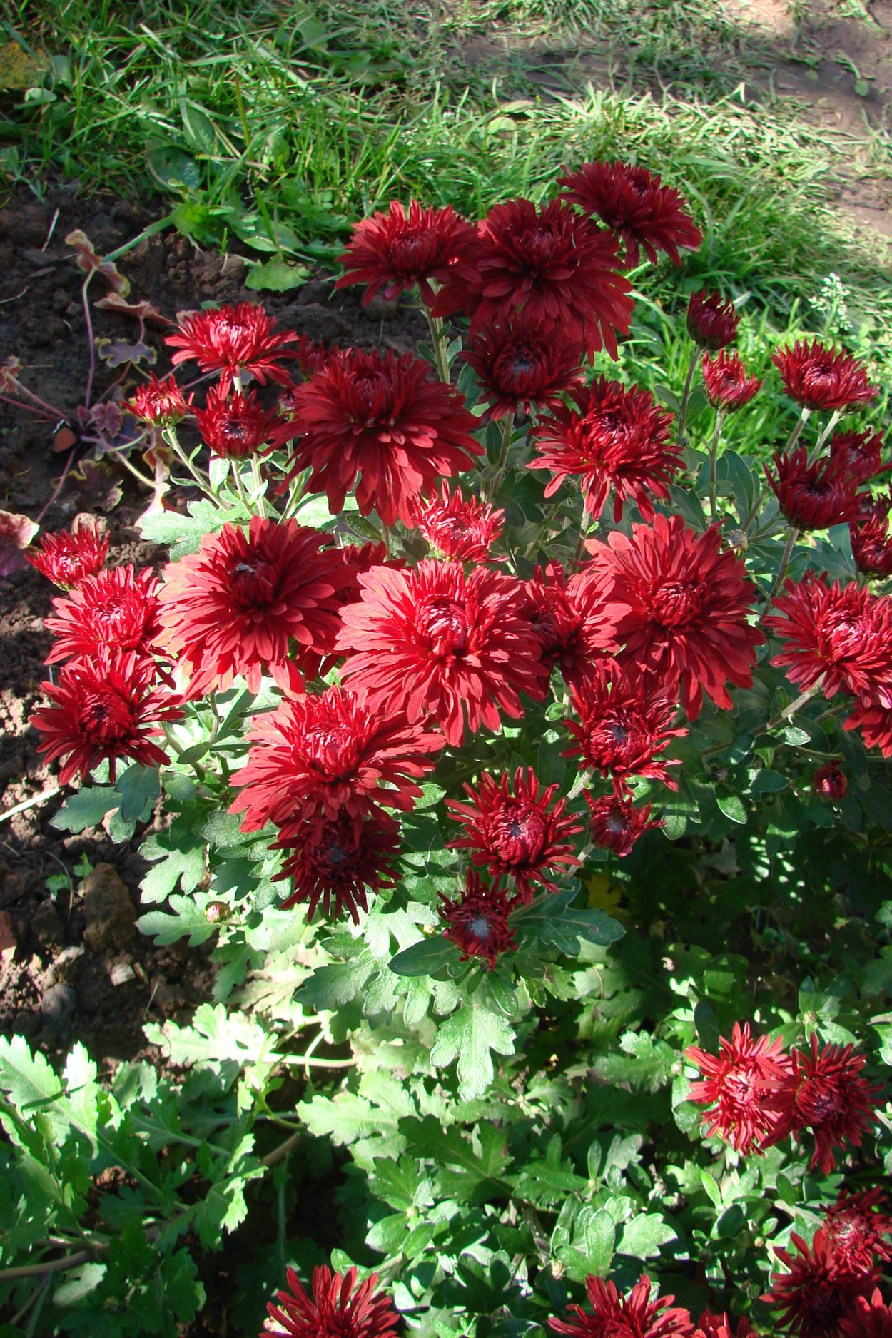 Хризантема корейская Липстик