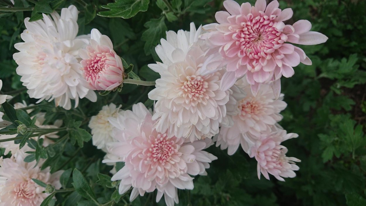 Хризантема корейская Мерри