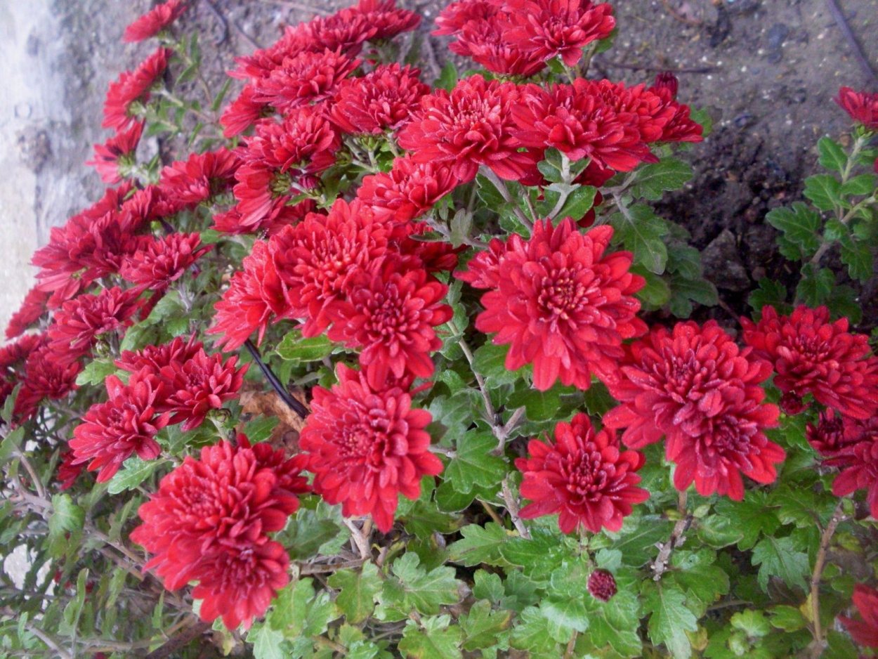 Хризантема Липстик