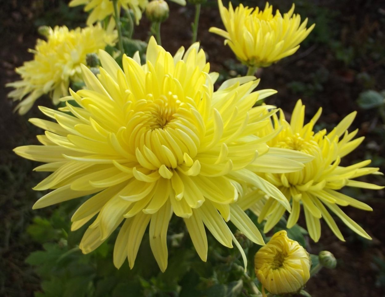 Хризантемы раннего цветения
