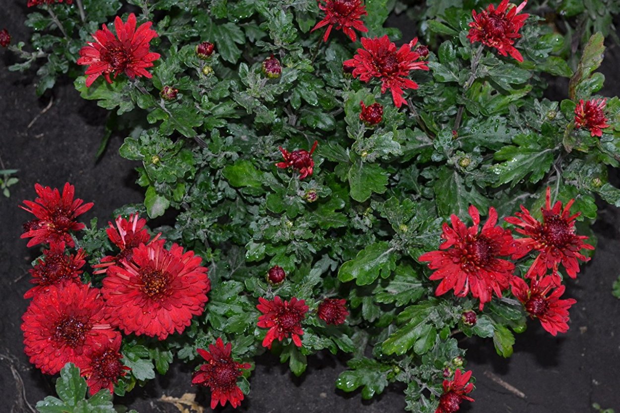 Хризантема Липстик куст