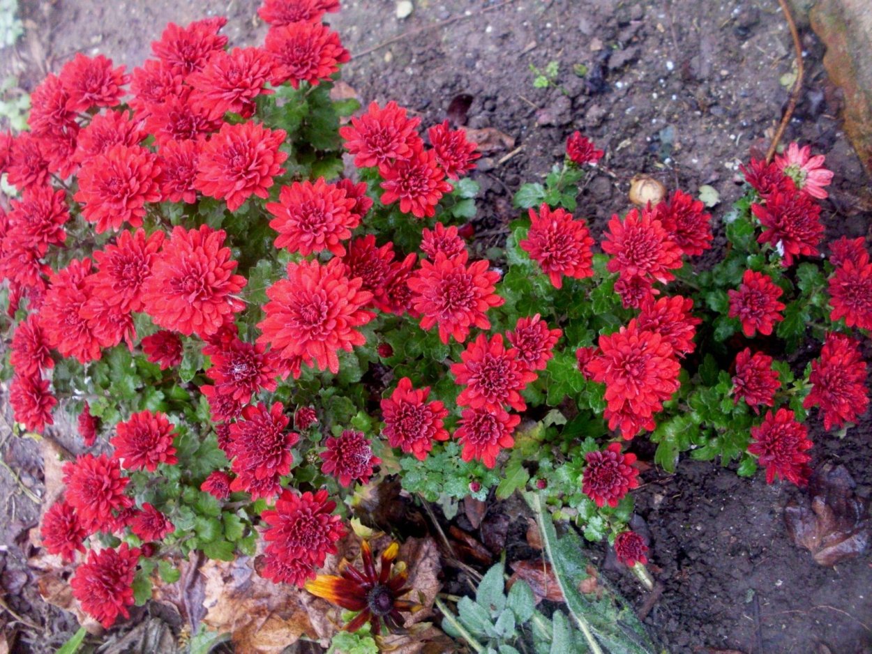 Хризантема корейская Липстик