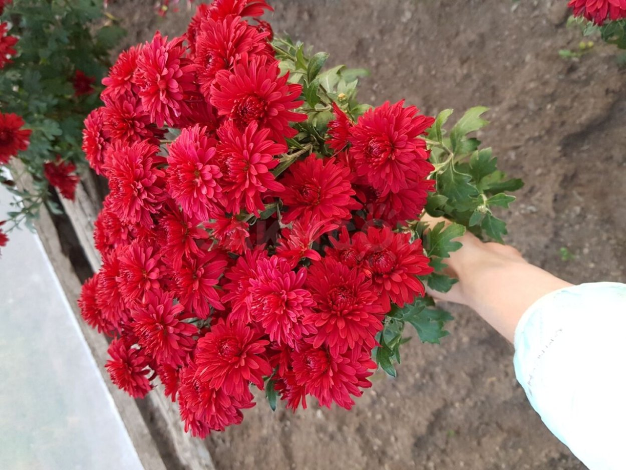 Хризантема Червона рута