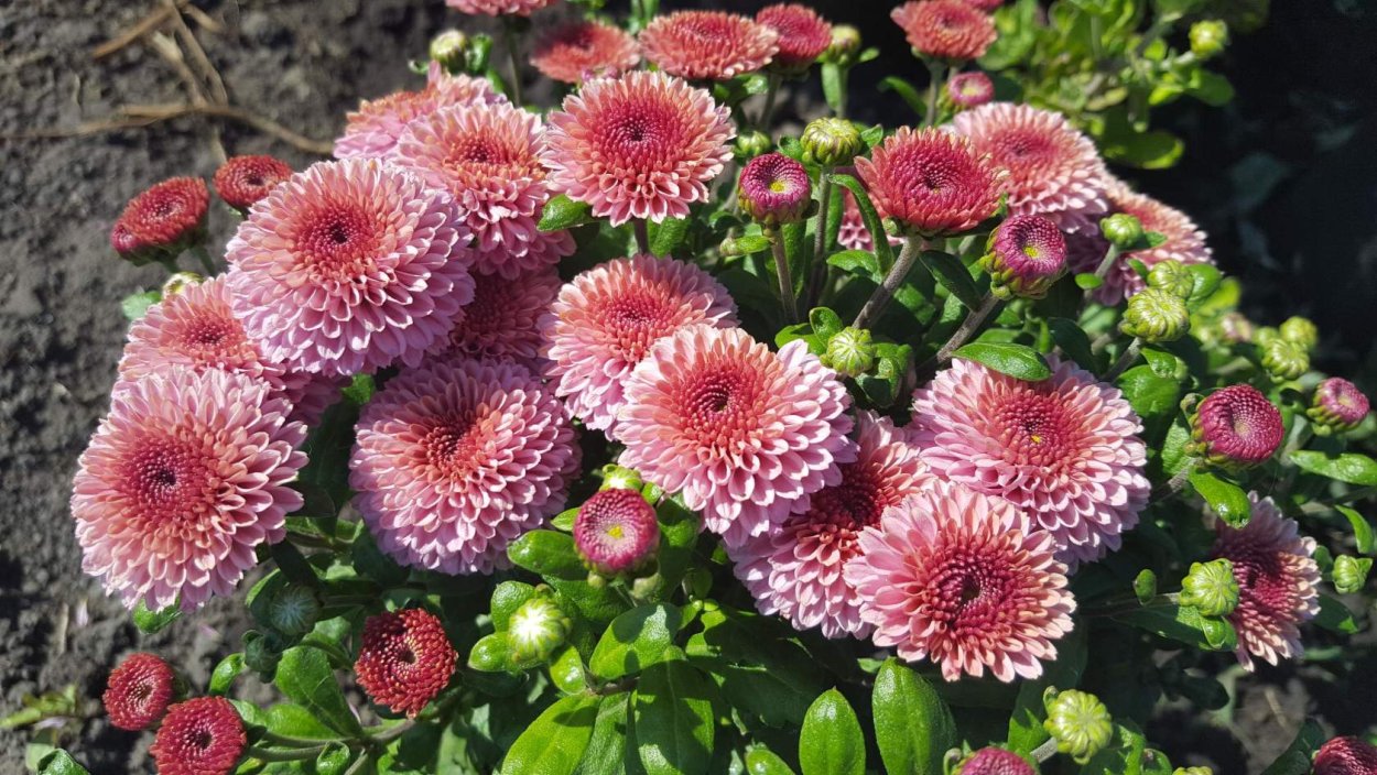 Хризантема корейская Мишаль