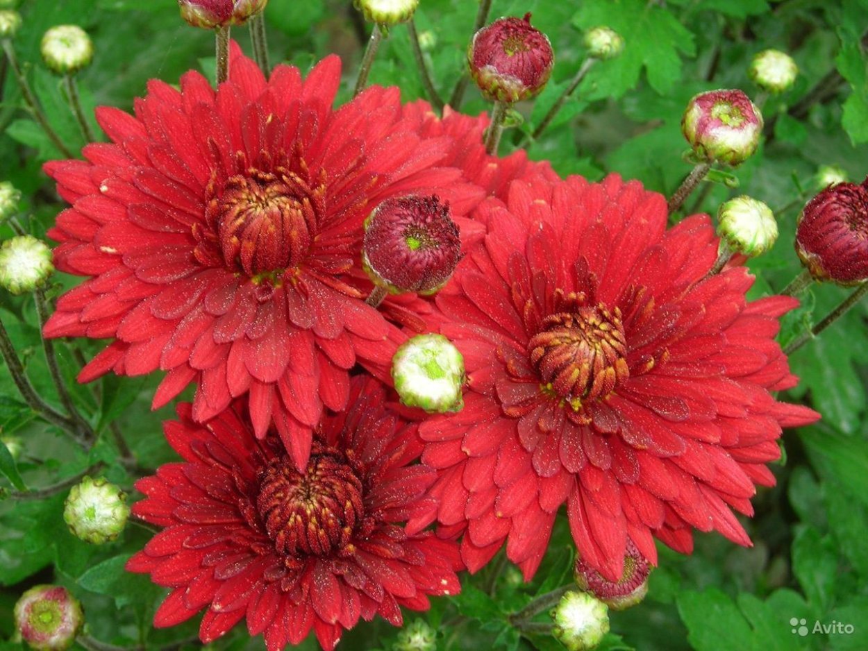 Хризантема корейская Червона калына