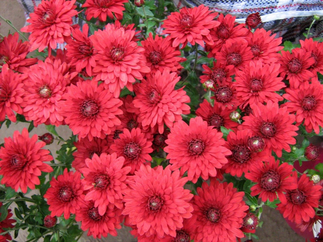 Хризантема мультифлора липсик