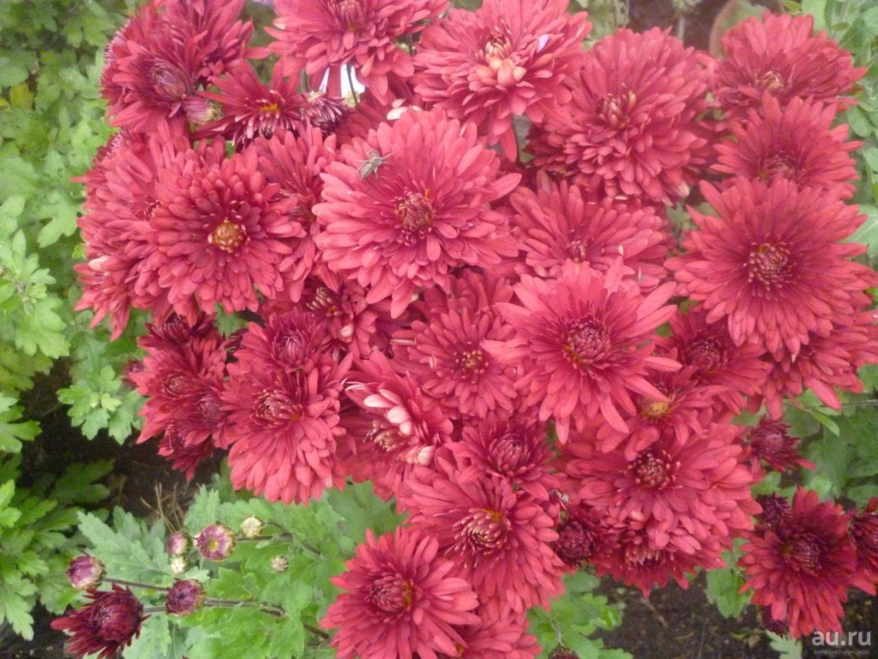 Хризантема сорт Ребонет