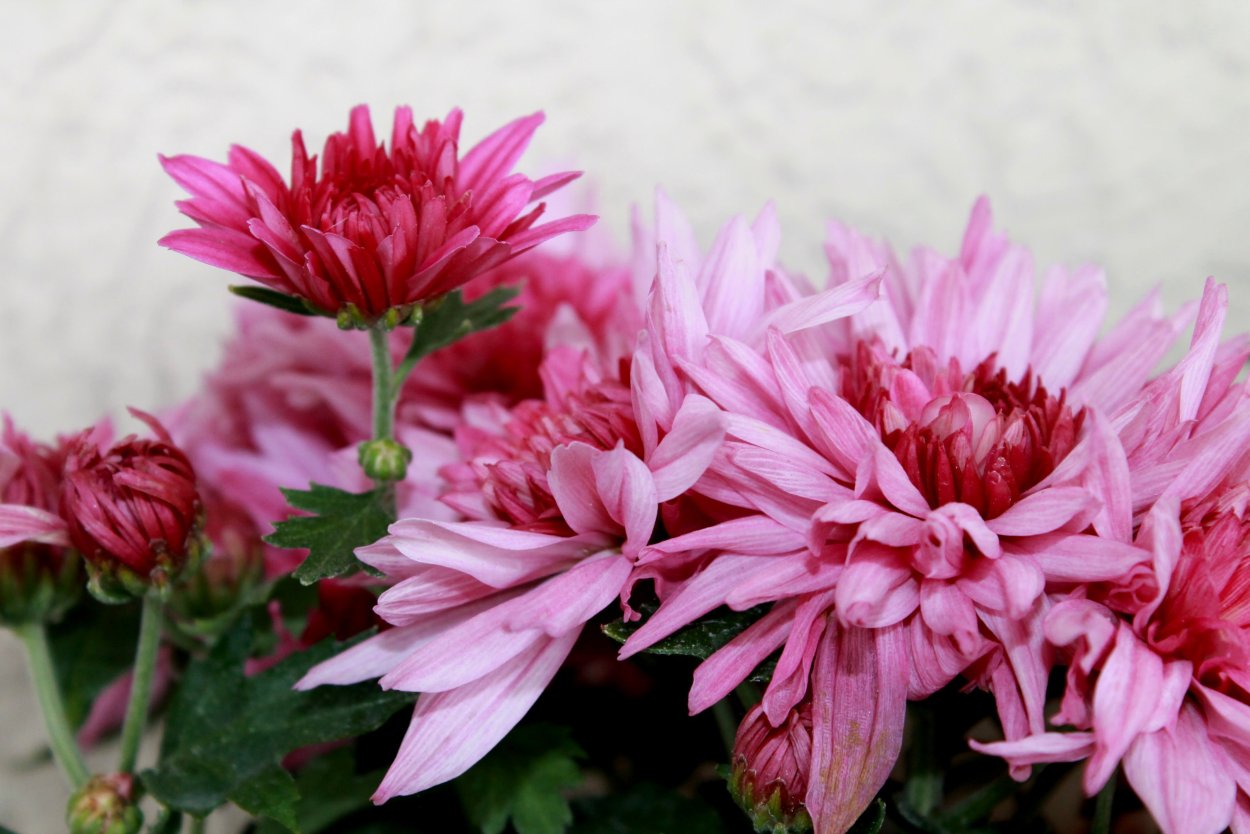 Хризантема Мариэлла Пурпл