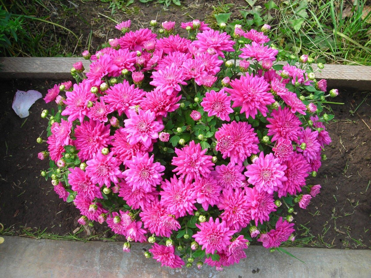 Хризантема корейская рассада фото