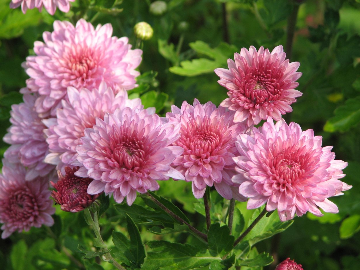 Хризантема корейская Ватра