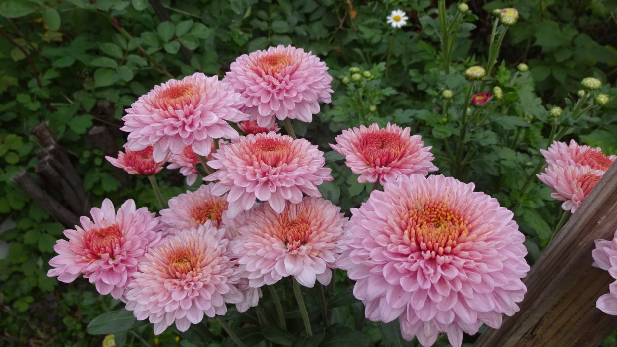 Хризантема корейская Розалинда