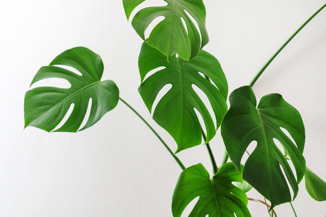 Монстера Делициоза (Monstera deliciosa)