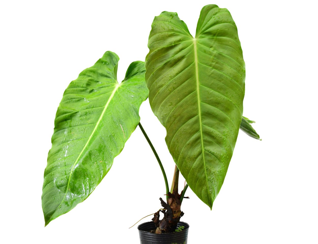 Филодендрон Лиана