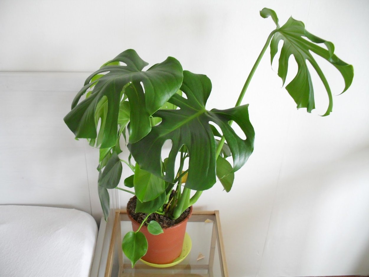 Филодендрон мартинианум