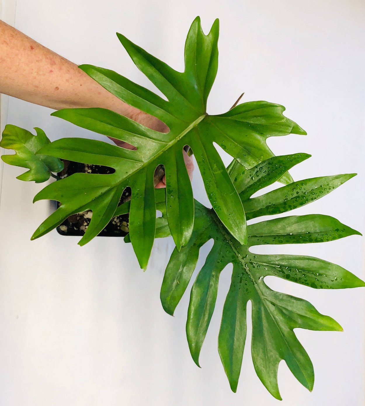 Филодендрон Mayoi