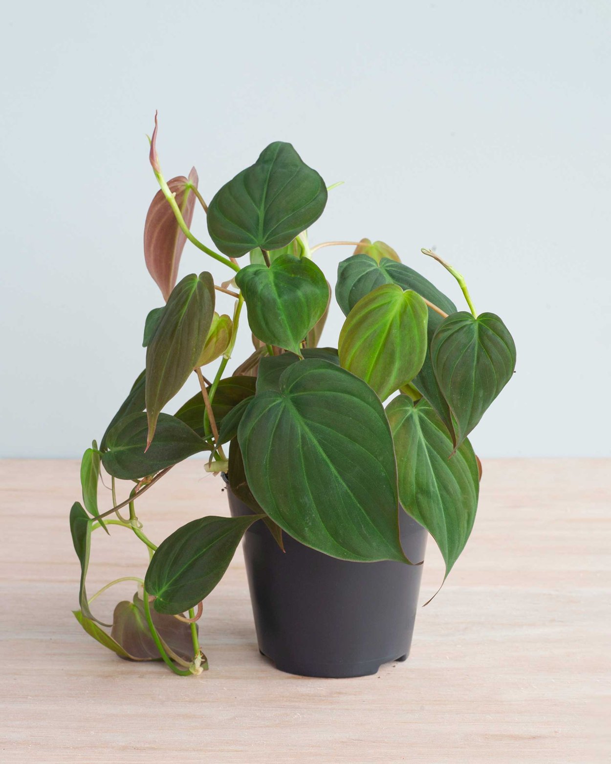 Филодендрон Сканденс