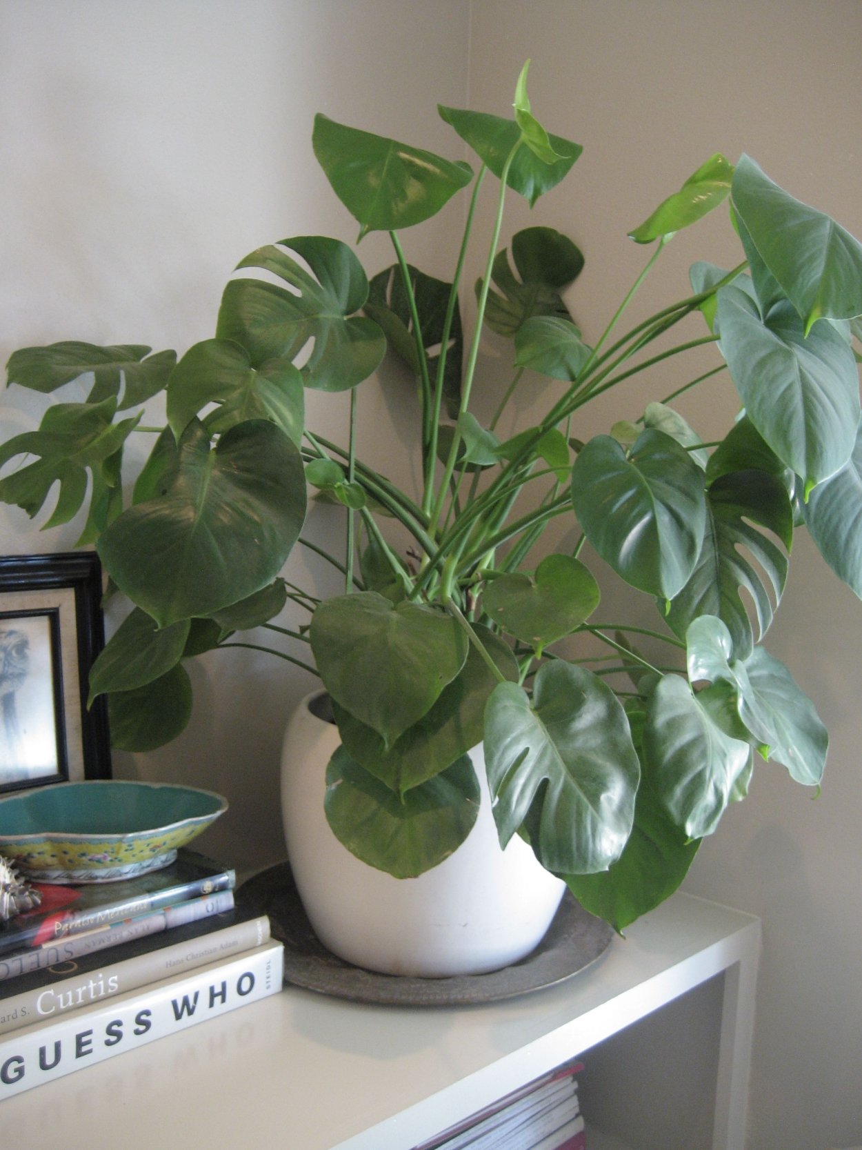 Филодендрон монстера