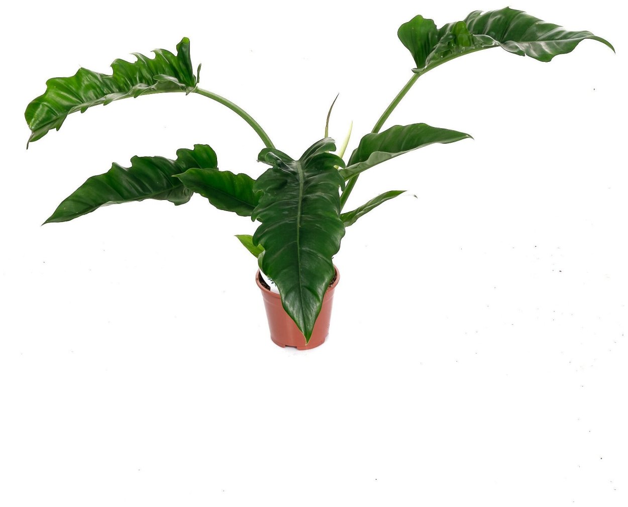 Филодендрон Зеро Эскейп