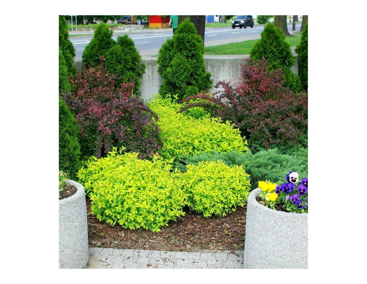 Спирея Голден карпет Живая изгородь