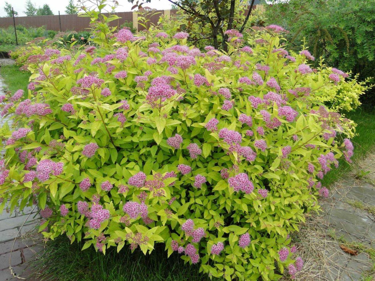 Спирея японская макрофилла