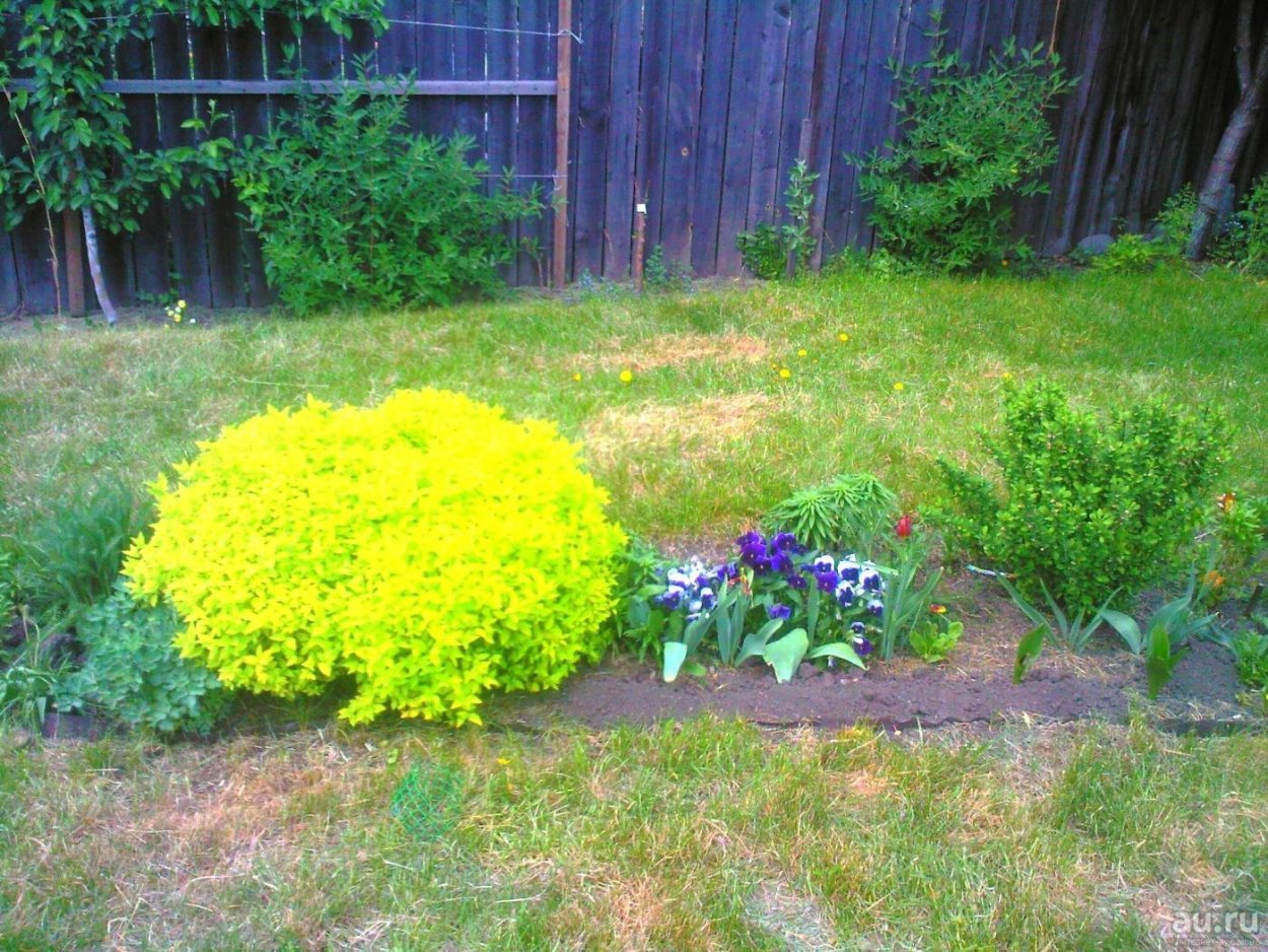 Спирея Голден принцесс в ландшафтном