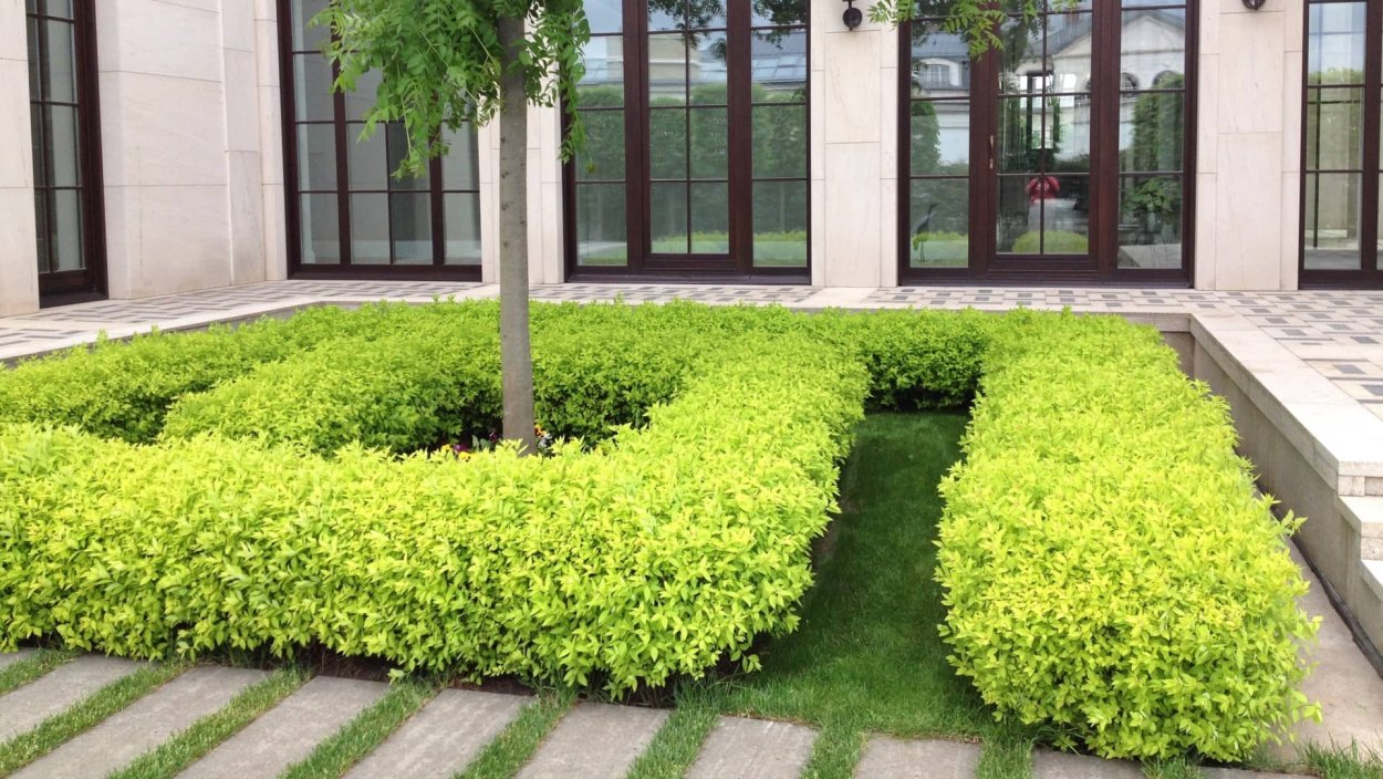 Бордюр из спиреи