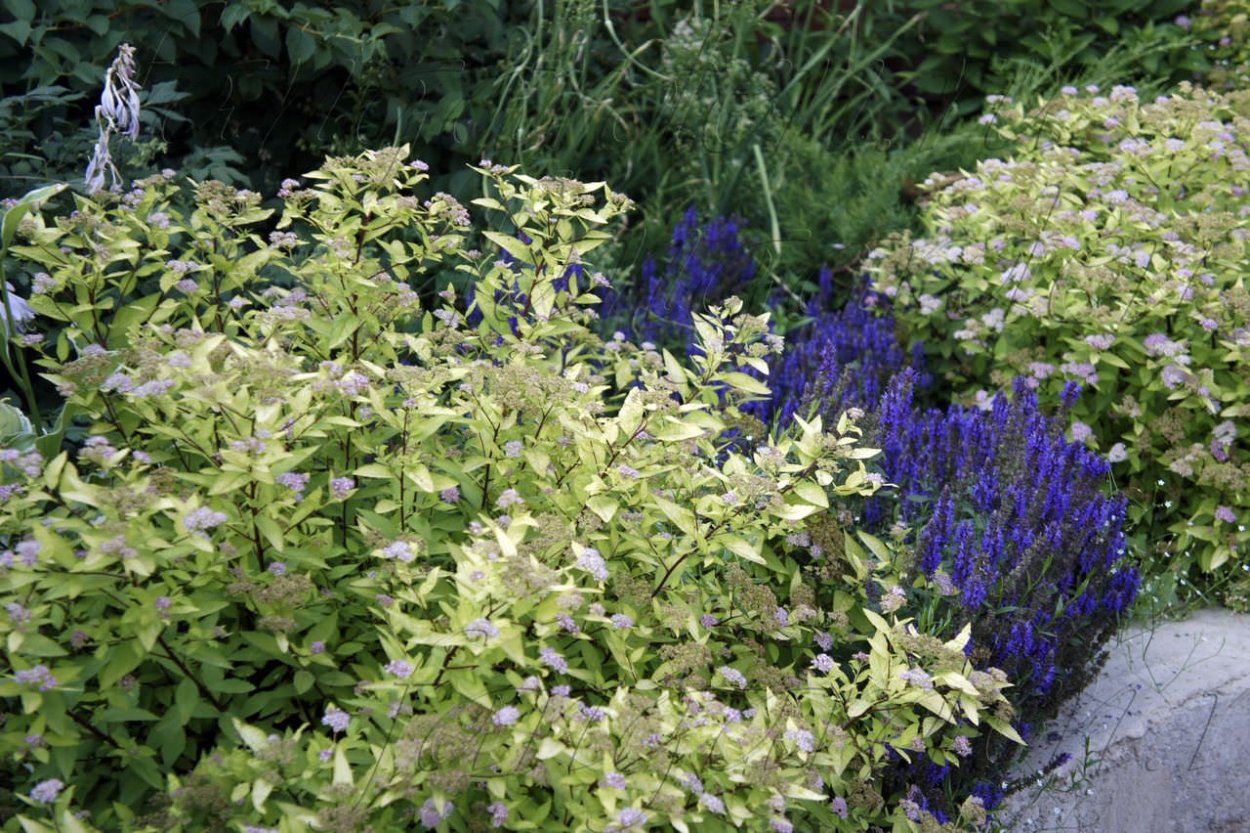 Барбарис шалфей спирея