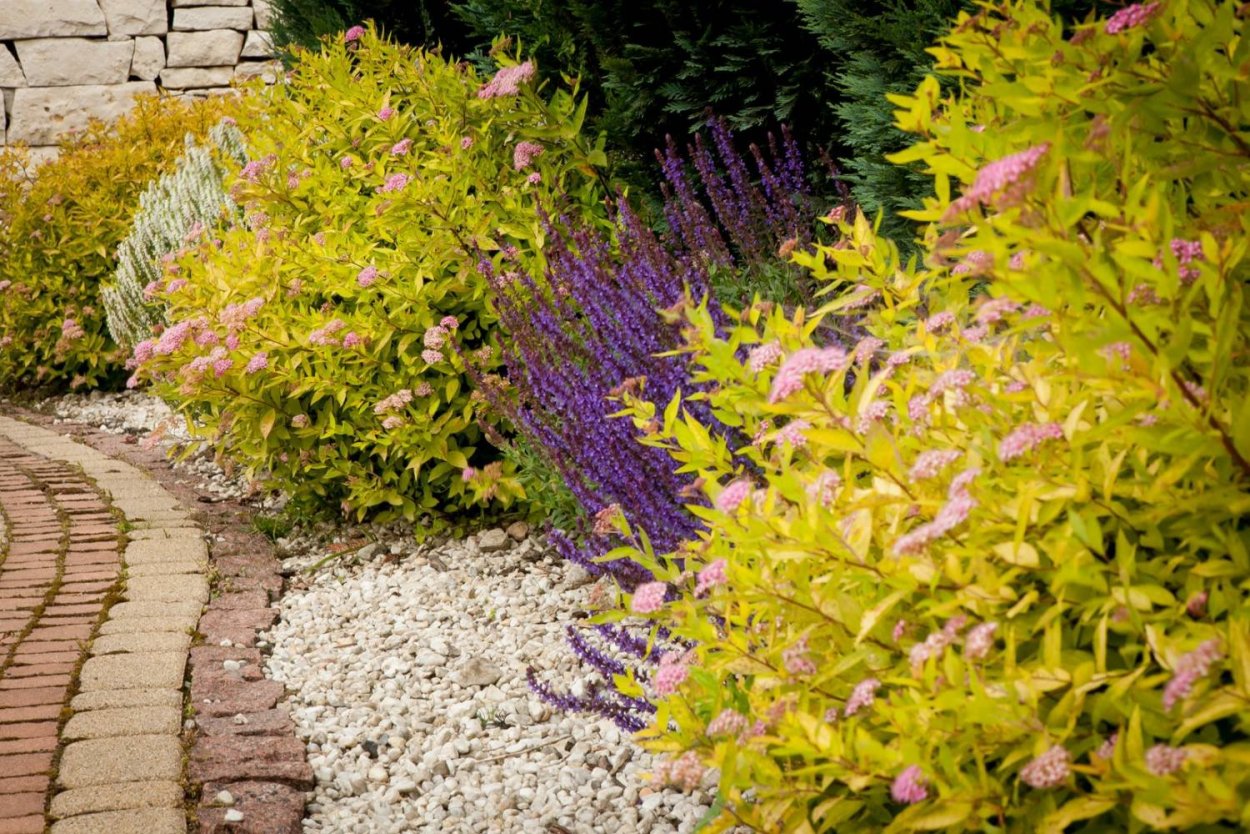 Спирея Goldmound в ландшафтном дизайне