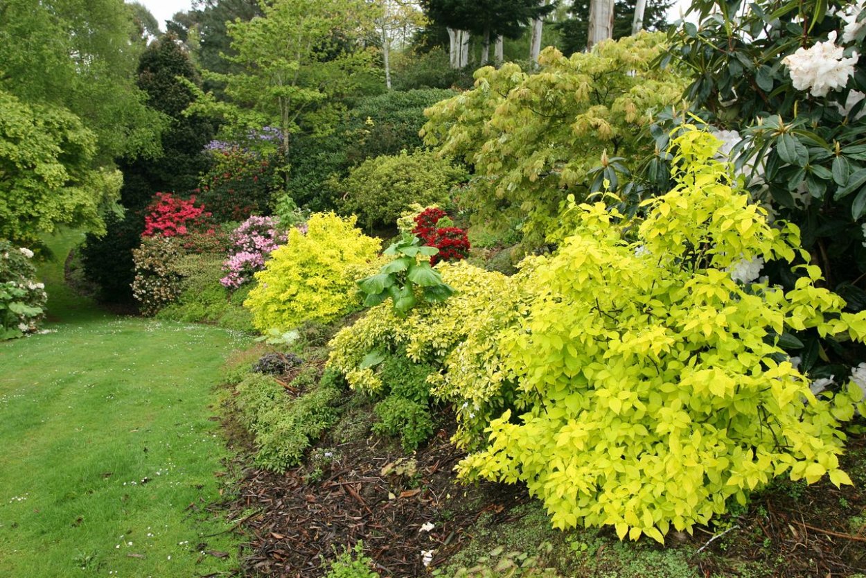 Спирея Голден принцесс в миксбордере