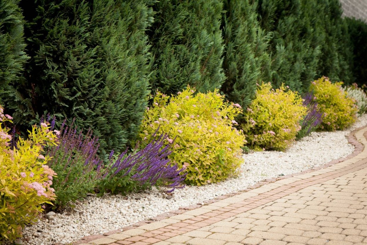 Спирея Голдмаунд Живая изгородь