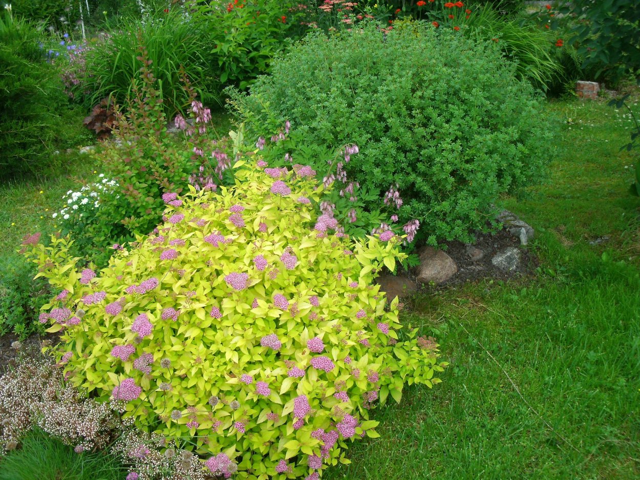 Спирея японская Голдфлейм