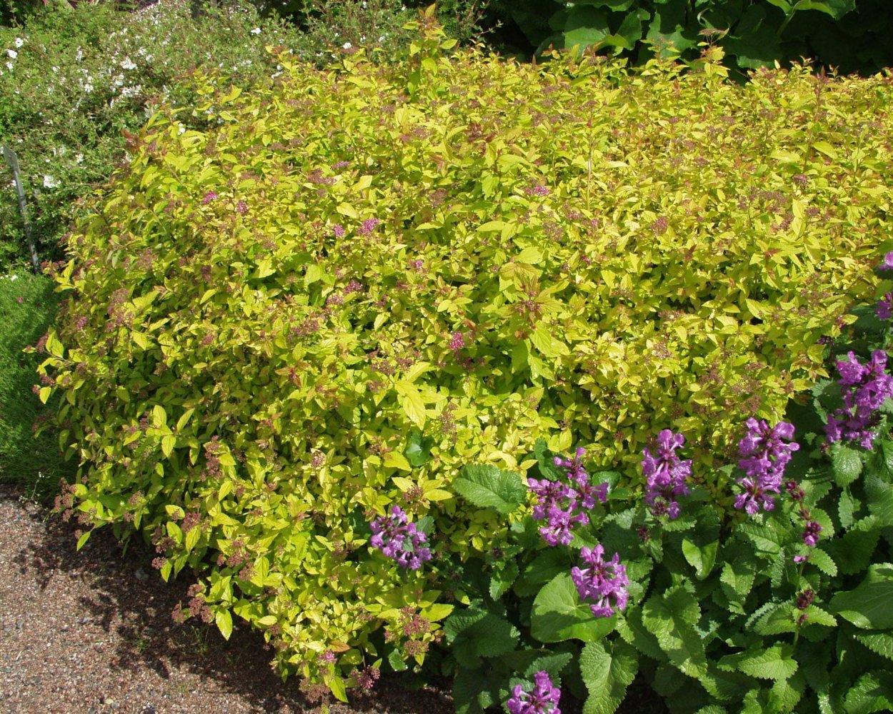 Спирея японская (Spiraea japonica &#96;Golden Princess&#96;)
