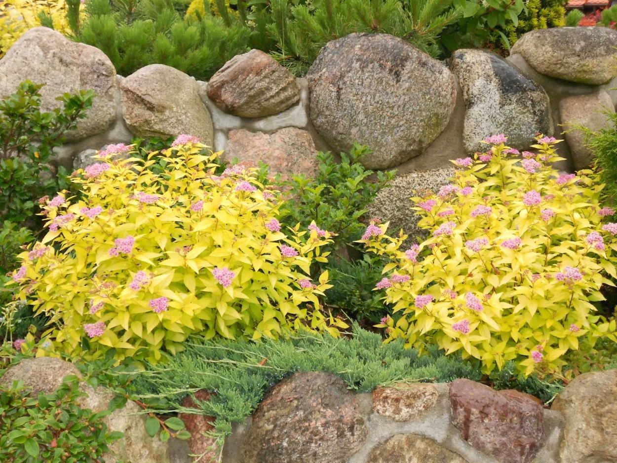 Спирея Голден принцесс