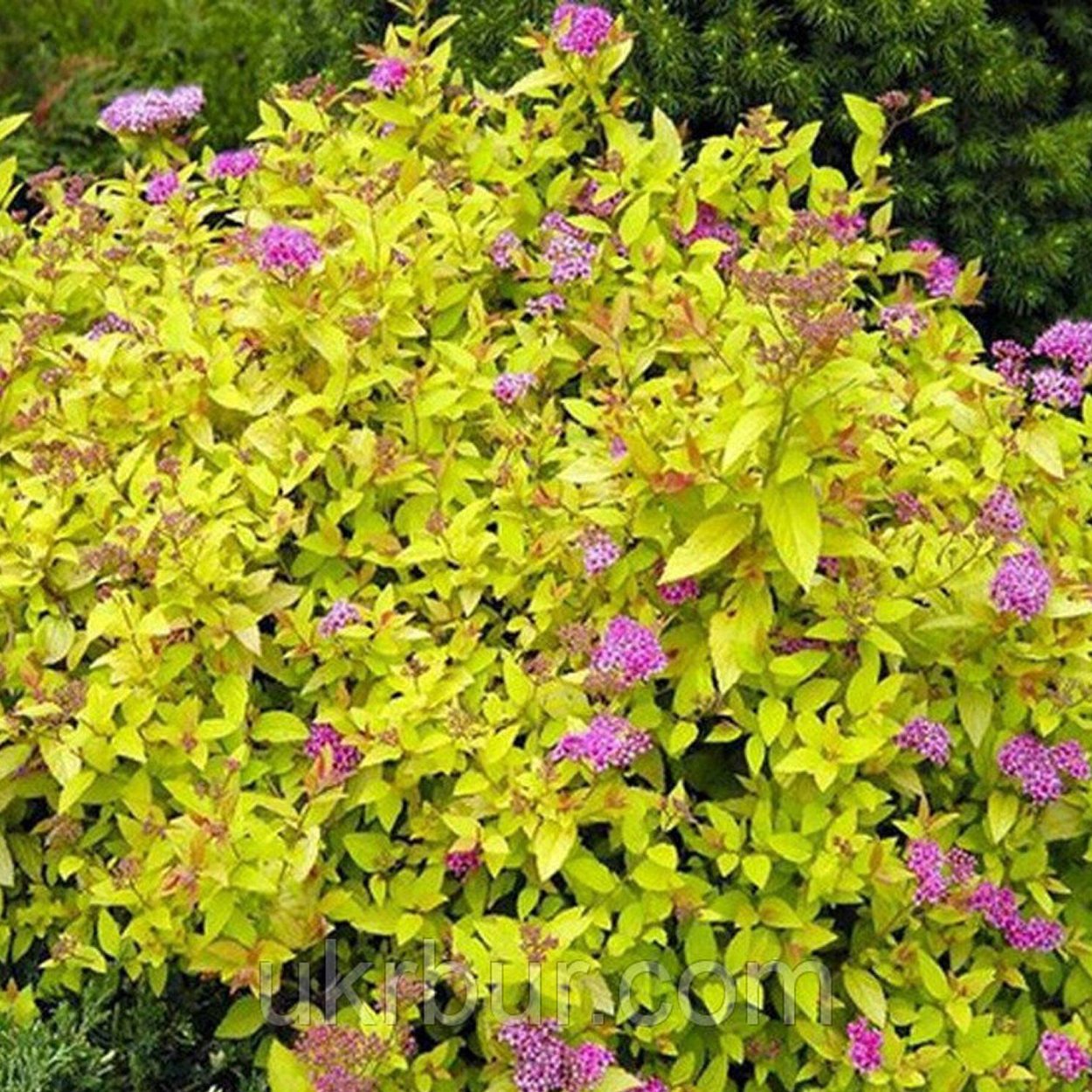 Спирея японская (Spiraea japonica &#96;Goldmound&#96;)
